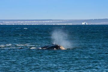 Fototapeta premium Southern Right whale swimming on the surface, Puerto Madryn, Patagonia, Argentina