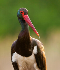 Zwarte Ooievaar, Black Stork, Ciconia nigra
