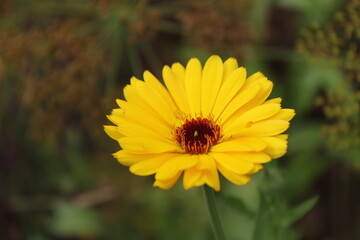 Yellow flower