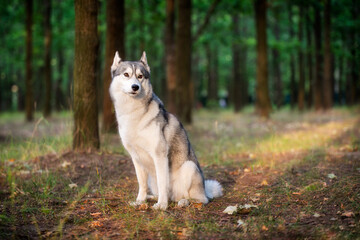 A young Siberian Husky is sitting in a forest. She has amber eyes, grey and white fur; sunset light shines on her in golden color. There are many trees with brown trunks in the background.