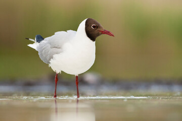Kokmeeuw, Common Black-headed Gull, Croicocephalus ridibundus
