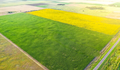 Corn and sunflower cultivation, Buenos Aires Province, Argentina.