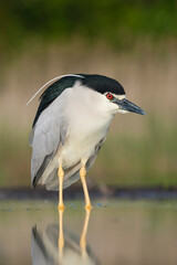 Kwak, Black-crowned Night Heron, Nycticorax nycticorax