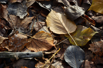 Autumn leaves lie on the ground .