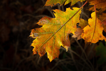 Naklejka na ściany i meble Bright autumn leaf, isolated on dark background. Orange yellow colours close up