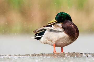 Wilde Eend, Mallard, Anas platyrhynchos