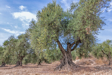 Olive tree garden with unripe fruits against the blue sky with clouds