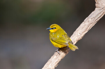 Black-necked Weaver, Ploceus nigricollis brachypterus