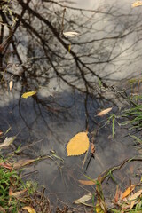 fall season concept. autumn alder leaf leaves in puddle. autumn atmosphere image.