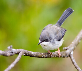 Bar-throated Apalis, Apalis thoracica