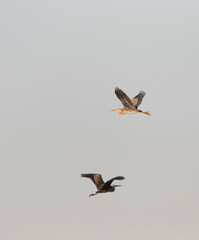 Purple Heron, Ardea purpurea