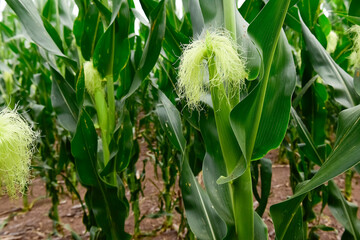 Obraz premium Corn cob growing on plant, Buenos Aires Province, Argentina