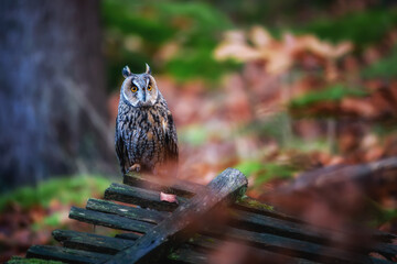 The boreal owl Aegolius funereus is a small owl in Europe