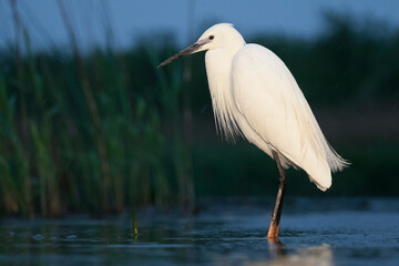 Kleine Zilverreiger, Little Egret, Egretta garzetta