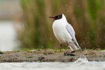Kokmeeuw, Common Black-headed Gull, Croicocephalus ridibundus