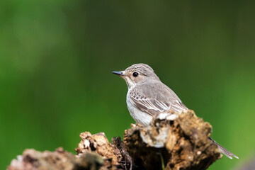 Grauwe Vliegenvanger, Spotted Flycatcher, Muscicapa striata