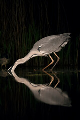 Blauwe Reiger, Grey Heron, Ardea cinerea