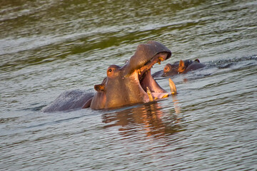 Fototapeta na wymiar Hippopotamus, Hippopotamus amphibius, Kruger National Park, South Africa, Africa