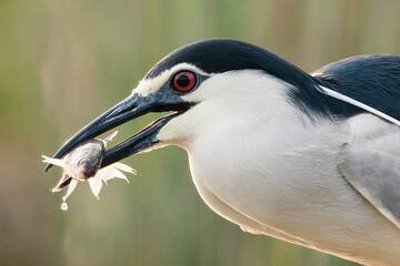 Kwak, Black-crowned Night Heron, Nycticorax nycticorax
