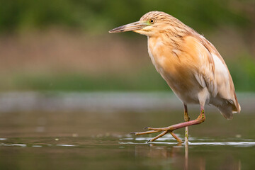 Ralreiger, Squacco Heron, Ardeola ralloides