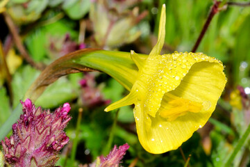 Petticoat Daffodil, Narcissus bubocodium, Guadarrama National Park, Segovia, Castile and Leon, Spain, Europe