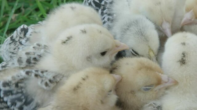 ZOOM OUT REVEAL Bantam chicks huddling together to keep warm