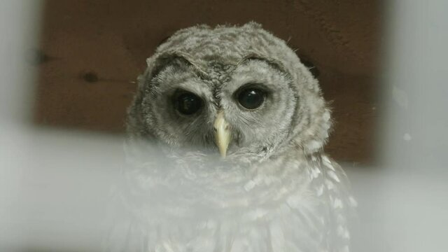 CLOSE UP, An American Barred owl in captivity, staring straight into lens