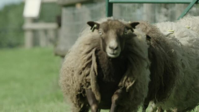 CLOSE UP Hilarious slow motion shot of Ouessant sheep running in 60fps