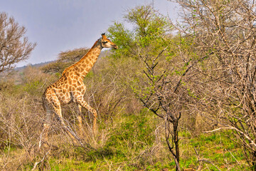 Giraffe, Giraffa camelopardis, Kruger National Park, South Africa, Africa