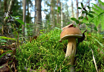 White mushroom in forest in autumn. Big boletus grows in the wildlife against the background of green moss. Porcini bolete mushrooms. Season for picked gourmet mushrooming.