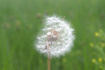 dandelion on green background