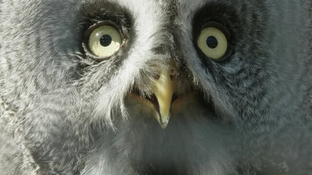 ZOOM OUT Great Grey Owl gular fluttering to cool down