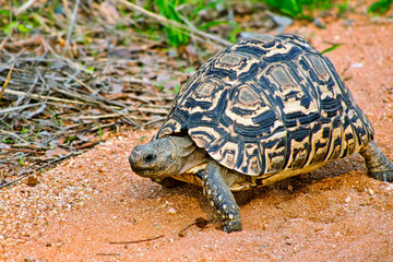 Spek´s Hingeback Tortoise, Kruger National Park, South Africa, Africa