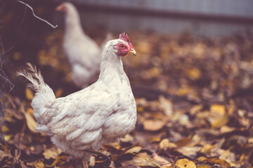 White hens walking in the paddock. A white hen walks on a pile of dry leaves in an aviary on an autumn day on a farm