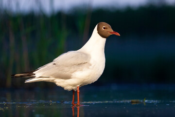 Kokmeeuw, Common Black-headed Gull, Croicocephalus ridibundus