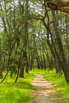 日本　佐賀県唐津市、日本三大松原の一つで特別名勝の虹の松原
