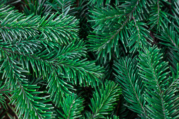 Fir-tree branches. Winter natural background.