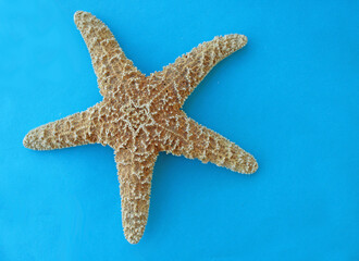 Starfish on blue background