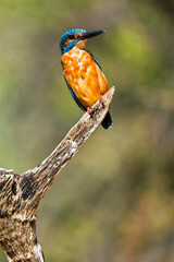 Kingfisher, Alcedo athis, Monfrague National Park, Biosphere Reserve, Caceres Province, Extremadura, Spain, Europe