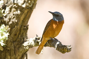 Kaapse Rotslijster, Cape Rock-thrush, Monticola rupestris