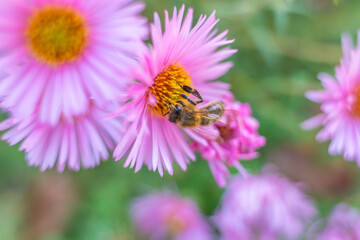 Honey bee, working bees, flower