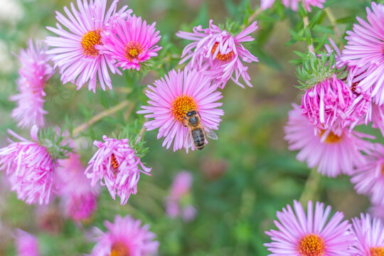 Honey bee, working bees, flower