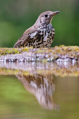 Grote Lijster, Mistle Thrush, Turdus viscivorus