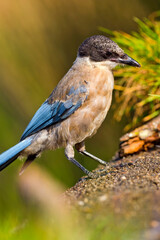 Azure-winged Magpie, Cyanopica cooki, Forest Pond, Mediterranean Forest, Castile and Leon, Spain, Europe