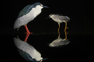 Obraz premium Kwak, Black-crowned Night Heron, Nycticorax nycticorax