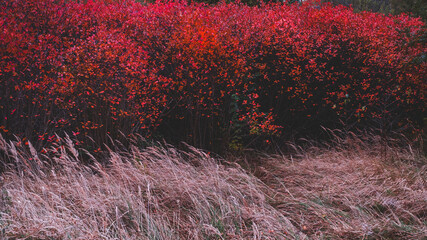 Intensywnie czerwone rośliny w ogrodzie - obrazy, fototapety, plakaty