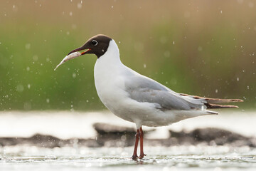 Kokmeeuw, Common Black-headed Gull, Croicocephalus ridibundus