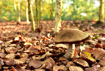 Edible brown cap boletus grows in the ground among fallen birch leaves in the fall season. Awesome fungus aspen mushroom in the forest in of sunbeams. Season for picked gourmet mushrooming