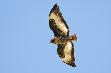 Jackal Buzzard, Buteo rufofuscus