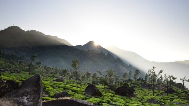 Sunrise over tea fields at Munnar, Kerala.